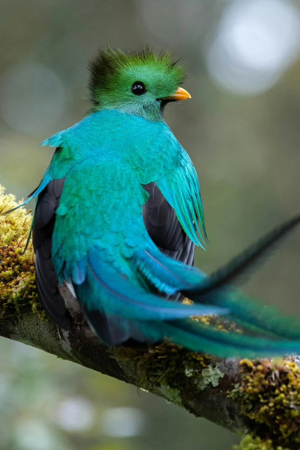 un quetzal en la rama de un árbol